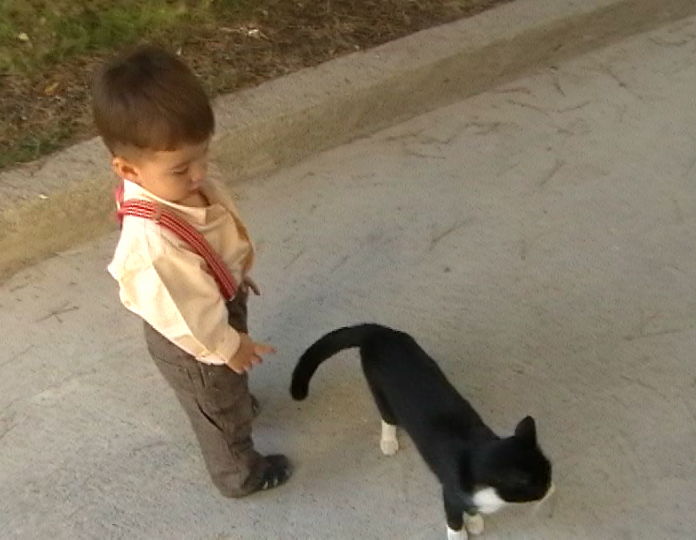 kedi.jpg